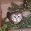This Owl Wasn't The Rockefeller Center Tree's First Feathered Stowaway